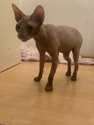 Sphynx Kater zum verschenken