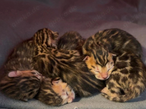 Reinrassige Bengal Kitten aus Seriöser Zucht mit **Gesundheitszeugnis**