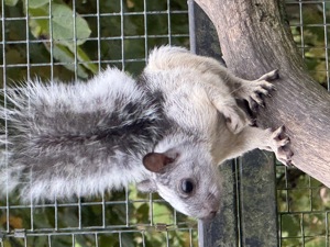 Dorsalis Hörnchen 1.2 Jungtiere 