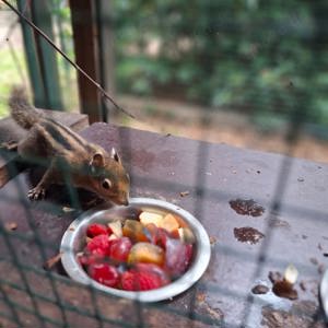 Chin. Baumstreifenhörnchen  Jungtiere aus 2024