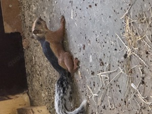 Atrirufus Hörnchen 1.1 Jungtiere