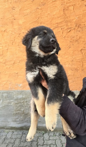 Golden Retriever-Eurasier Welpen 