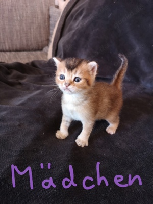 Kitten bkh black golden tabby ticked