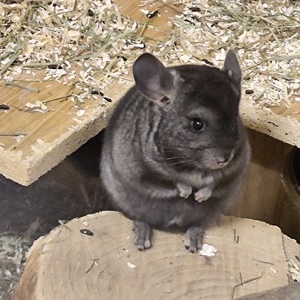 Chinchillas, Mädel u Bub, 9 Wochen alt