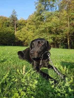 Lieber Labrador Mix Benny sucht eine tolle Familie