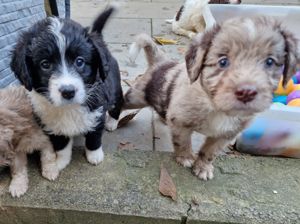 Super geprägte Aussiedordoodle Welpen f1b mini   medium, wie Labradoodle Aussiedoodle 