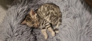 Bengalkitten mit Stammbaum