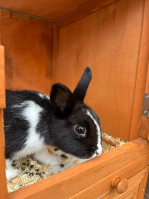 Zwergkaninchen Weibchen