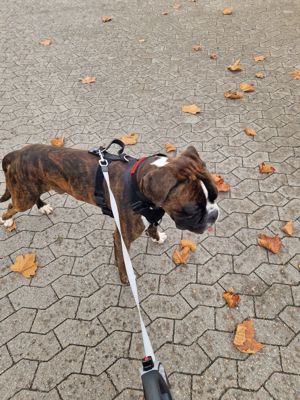 Deutscher Boxer 