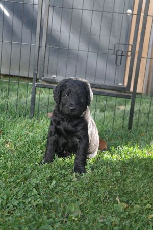 Labradoodle Welpen