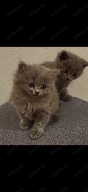 Baby katzen Kitten, BKH, BLH Katzen babys 