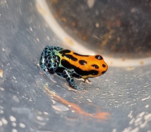 Ranitomeya amazonica "Arena Blanca"