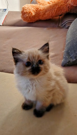 Wunderschöne Ragdoll Birma Mix Kitten 