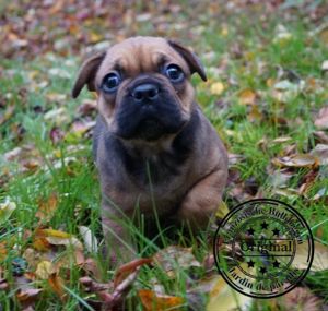 Ein Französischer Bulldoggen Rüde in red-fawn