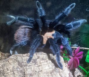 Brachypelma  albiceps  Weibchen 