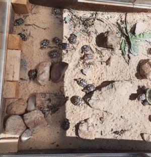 Breitrandschildkröten Landschildkröten Bild 4