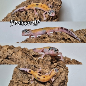 1.0 Leopardgecko Männchen - (MS Ghost) HX Eclipse TA 