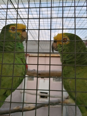 Marajo-Amazonen Bild 2