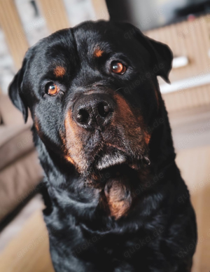 Liebevolles Zuhause für verschmusten Rottweiler gesacht