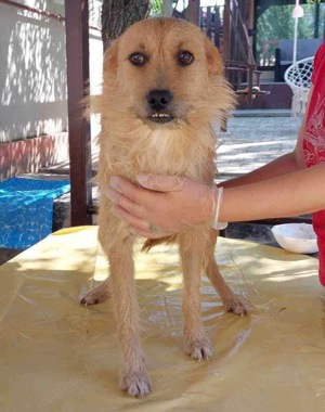 Missy - sanfte, liebe Schmusemaus sucht ihr Zuhause Bild 8