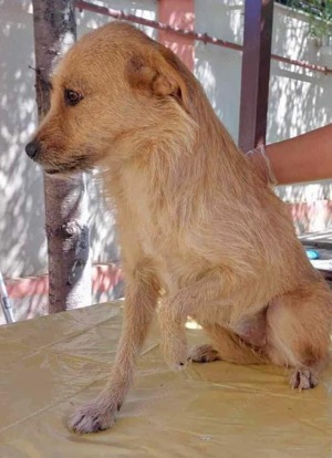 Missy - sanfte, liebe Schmusemaus sucht ihr Zuhause Bild 7