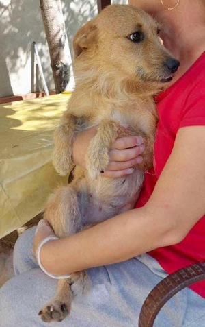 Missy - sanfte, liebe Schmusemaus sucht ihr Zuhause Bild 9