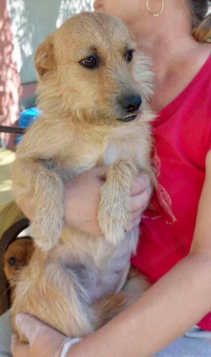 Missy - sanfte, liebe Schmusemaus sucht ihr Zuhause Bild 4