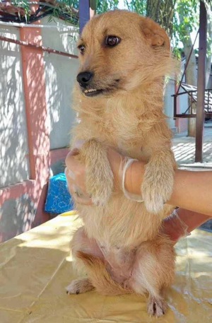 Missy - sanfte, liebe Schmusemaus sucht ihr Zuhause Bild 10