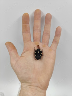 Domino-Schabe (Therea bernhardti)