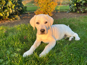 Nur noch 1 wunderschöne schneeweisse Labrador (Hündin) Welpe (Arbeitslinie)  