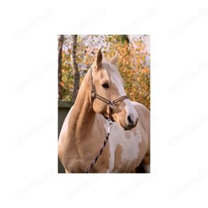 Halfter-Set "Starlet" Farbe bronze Größe Cop, Full oder Pony