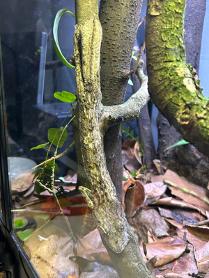 1.0 Uroplatus Henkeli   Blattschwanzgecko