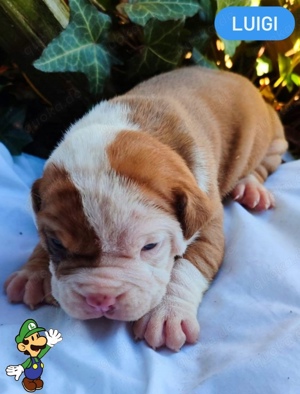 OEB Welpen  Old English Bulldog Welpen 