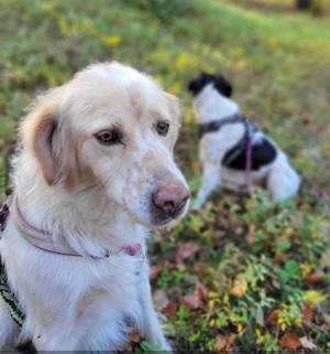 Minx, a.d.Tierschutz, sucht Herzensmenschen 