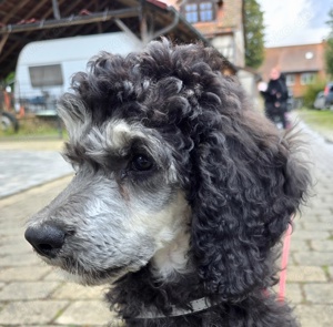 "Doodle Rüde geeignet als Assistenzhund 