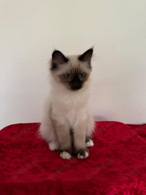 Heilige Birma Ragdoll kitten 