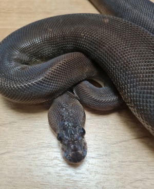 0.1 Super Black pastel het pied 