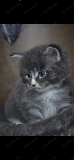 Mainecoon Katerchen Nolak