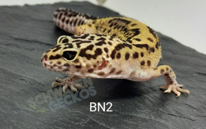 Leopardgecko Weibchen aus 2022 und 2023