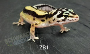 Leopardgecko Mack Snow,  Wildfarben, Zorro Bandit Bold Stripe 