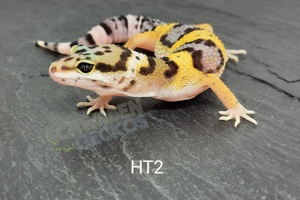 Leopardgecko Super Hypo Tangerine