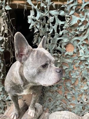Französische Bulldogge, alternativ Bulldogge, Retro Bully 