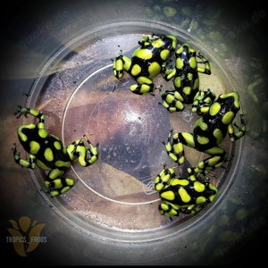 Dendrobate Auratus 