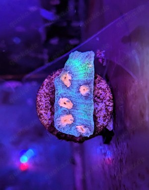 Raja Rampage Chalice