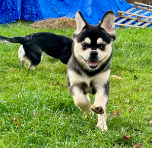  Alternativ Französische Bulldoggen huskyfarben