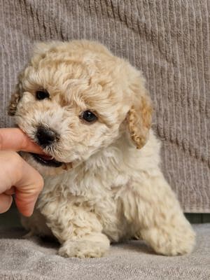 maltipoo welpe rüde 