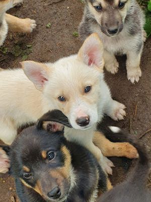 Australien shepherd  Weißer Schäferhund 