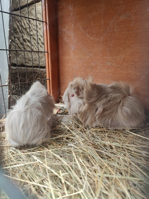 Meerschweinchen Peruaner 