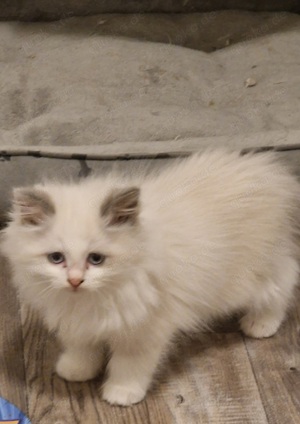 Ragdoll Kitten suchen ein Zuhause 