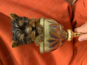 Yorkshire Terrier Welpe